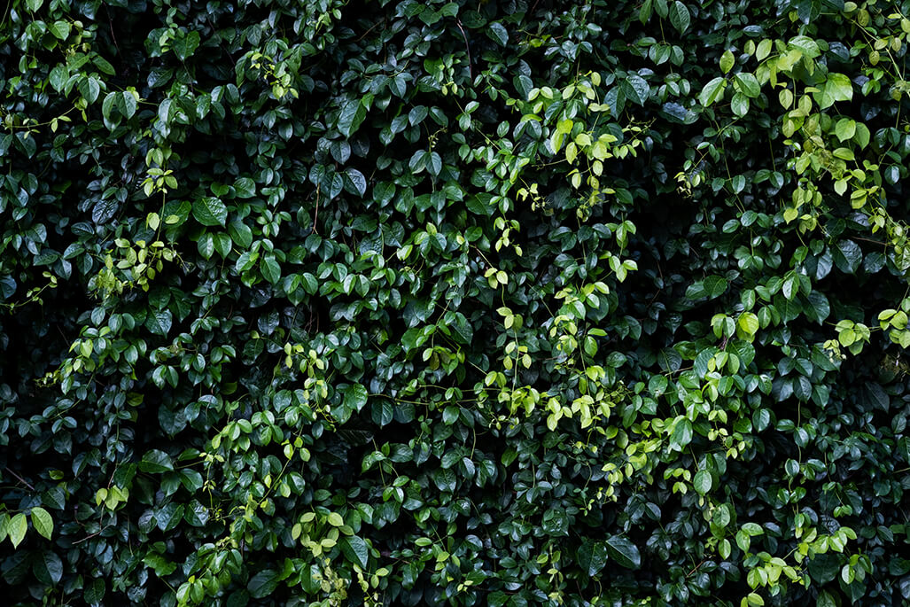 Green Hedge
