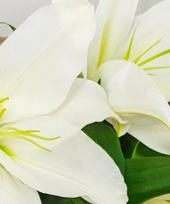 Perfumed Perfection Lilies