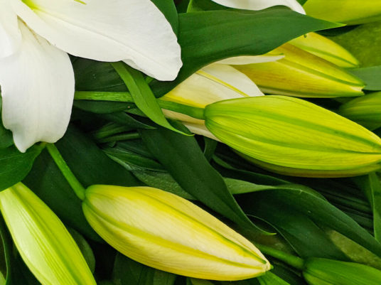 Perfumed Perfection Lilies