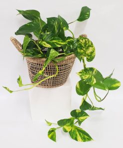 Devils Ivy in a Basket Plant