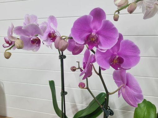 Elegant Orchid - Image 2