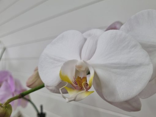 Elegant Orchid - Image 4