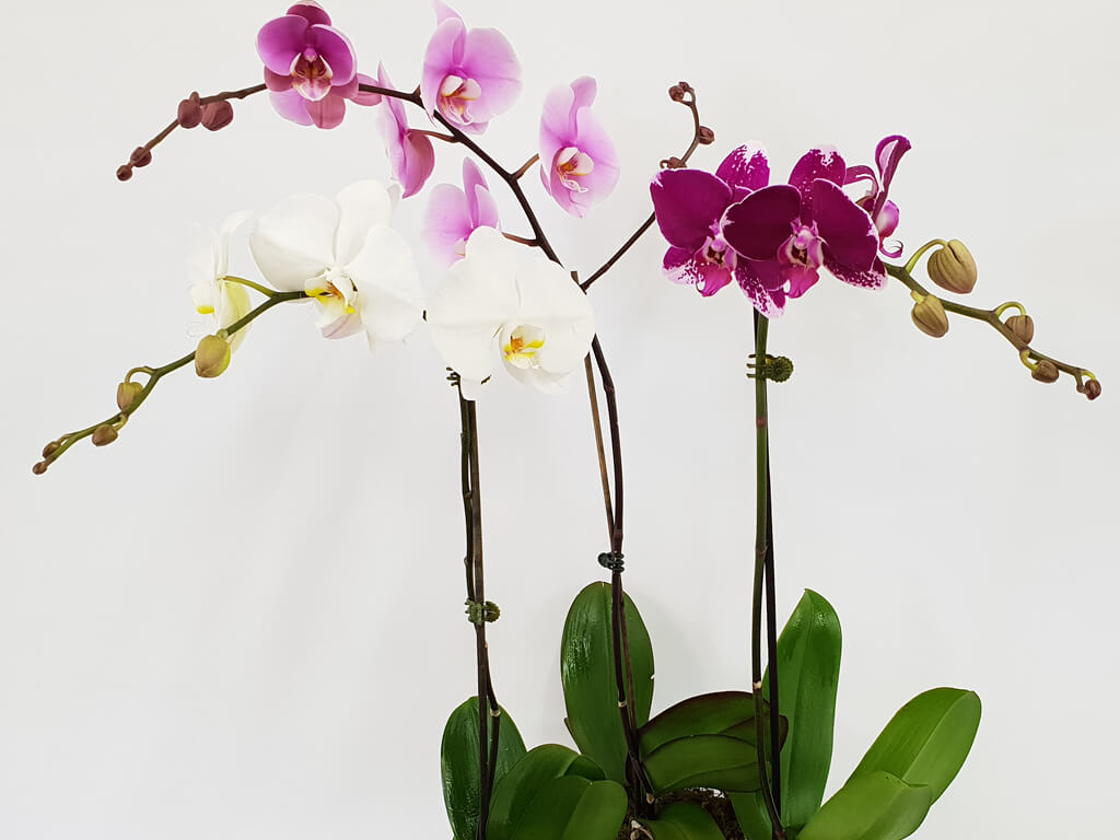 Elegant Orchid - Touchwood Flowers Port Macquarie