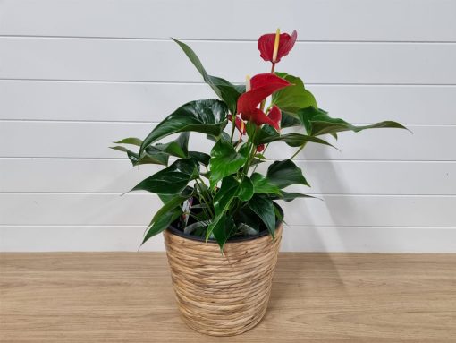 Anthurium Plant