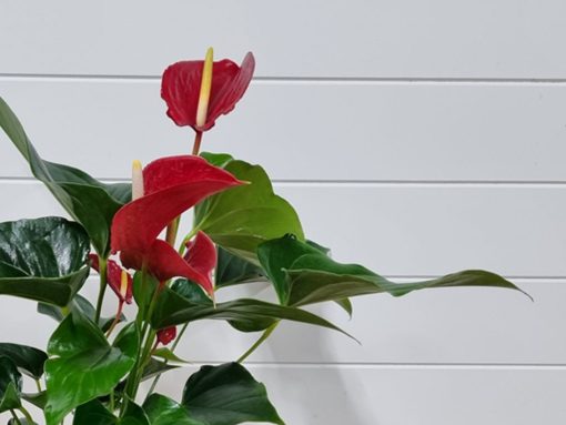 Anthurium Plant - Image 9