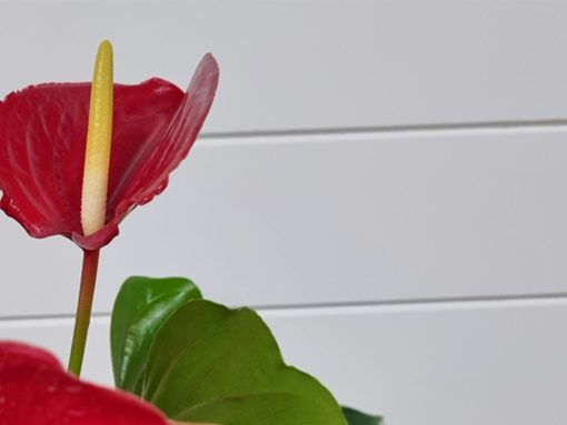 Anthurium Plant - Image 6