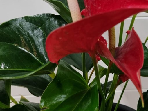 Anthurium Plant - Image 5