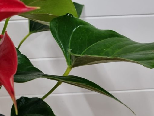 Anthurium Plant - Image 4