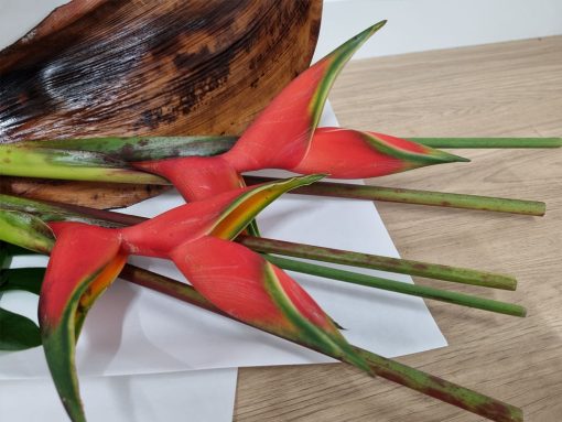 Heliconia and Husks - Image 2